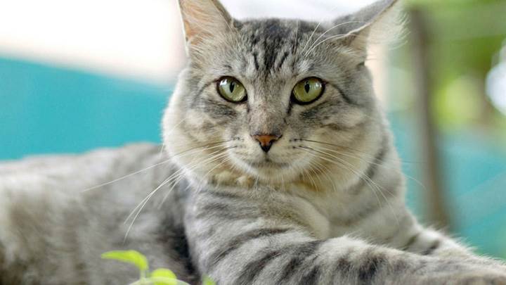 White Cat Looking In Side Closeup